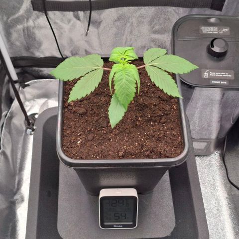 Cherry Poppers #1 growlog timeline photo