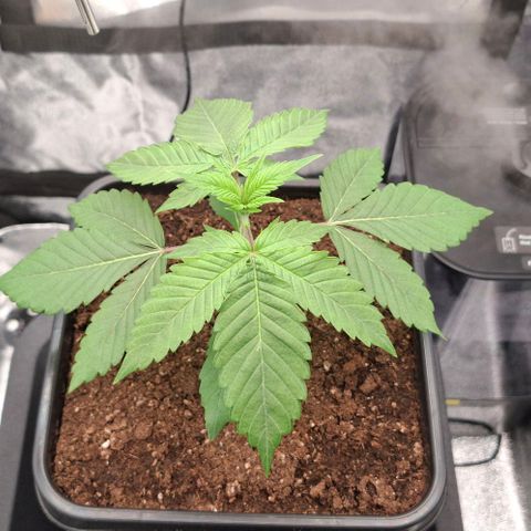 Cherry Poppers #1 growlog timeline photo