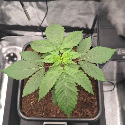 Cherry Poppers #1 growlog timeline photo