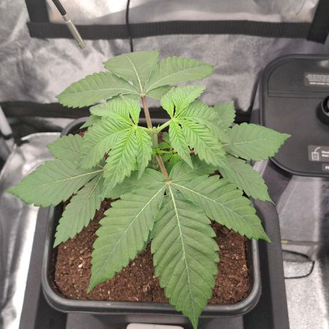 Cherry Poppers #1 growlog timeline photo