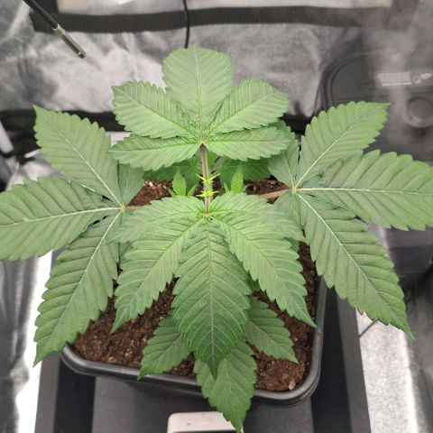 Cherry Poppers #1 growlog timeline photo
