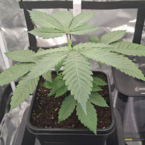 Cherry Poppers #1 growlog timeline photo