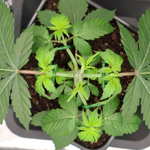 Cherry Poppers #1 growlog timeline photo