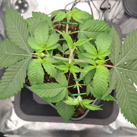 Cherry Poppers #1 growlog timeline photo