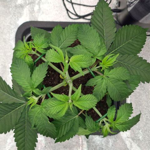 Cherry Poppers #1 growlog timeline photo