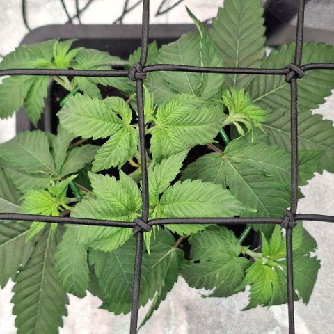 Cherry Poppers #1 growlog timeline photo