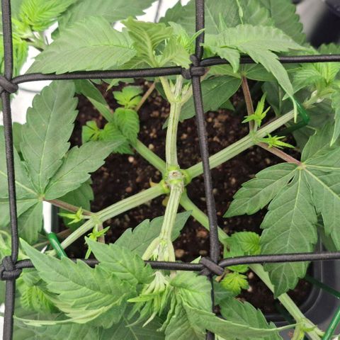 Cherry Poppers #1 growlog timeline photo