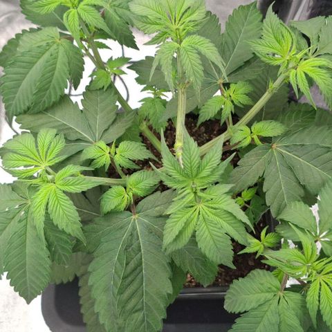 Cherry Poppers #1 growlog timeline photo