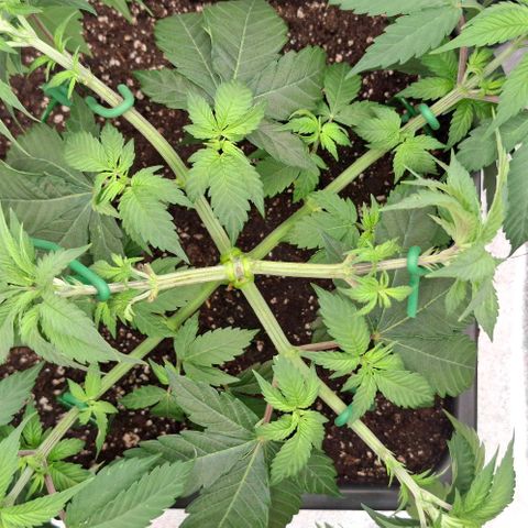 Cherry Poppers #1 growlog timeline photo