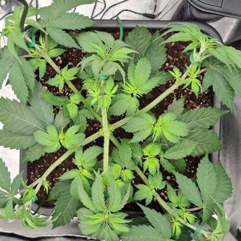 Cherry Poppers #1 growlog timeline photo