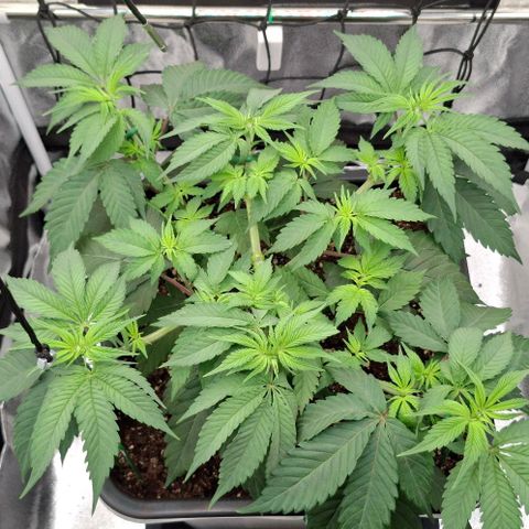 Cherry Poppers #1 growlog timeline photo