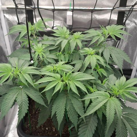 Cherry Poppers #1 growlog timeline photo