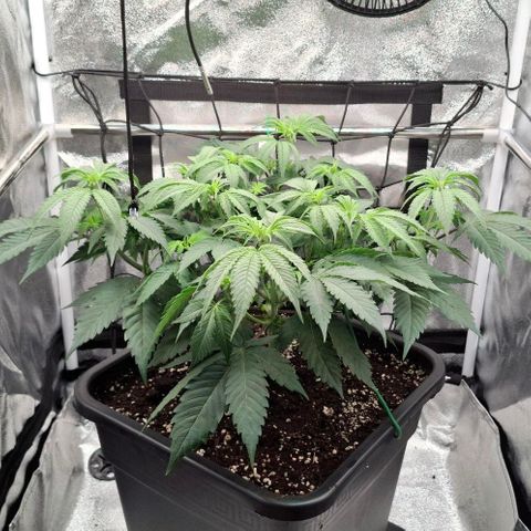 Cherry Poppers #1 growlog timeline photo