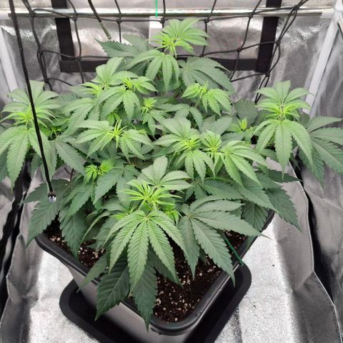 Cherry Poppers #1 growlog timeline photo