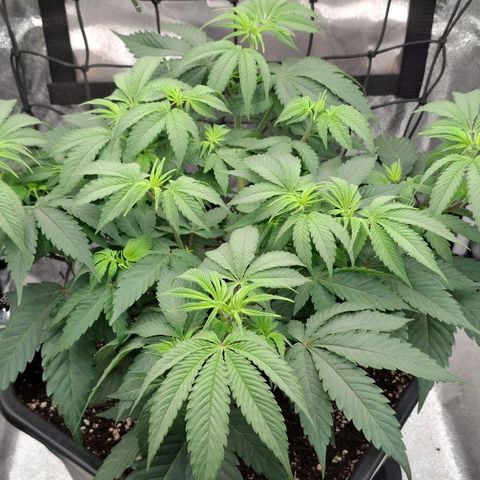 Cherry Poppers #1 growlog timeline photo