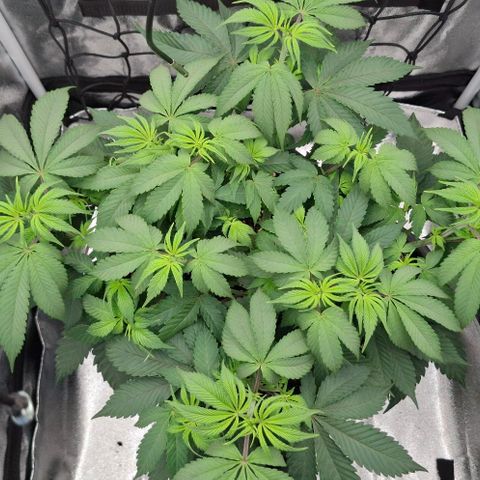 Cherry Poppers #1 growlog timeline photo