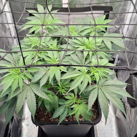 Cherry Poppers #1 growlog timeline photo