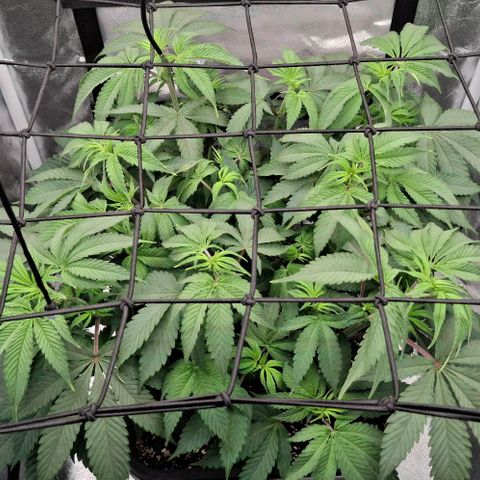 Cherry Poppers #1 growlog timeline photo