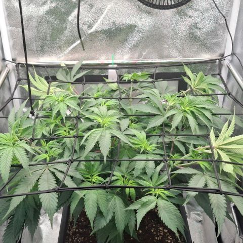 Cherry Poppers #1 growlog timeline photo
