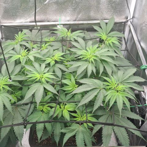 Cherry Poppers #1 growlog timeline photo