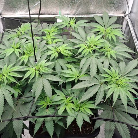 Cherry Poppers #1 growlog timeline photo