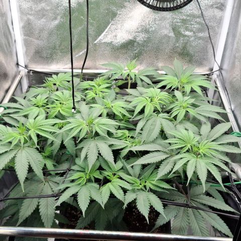 Cherry Poppers #1 growlog timeline photo