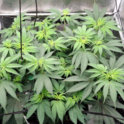 Cherry Poppers #1 growlog timeline photo