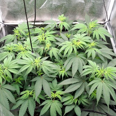 Cherry Poppers #1 growlog timeline photo