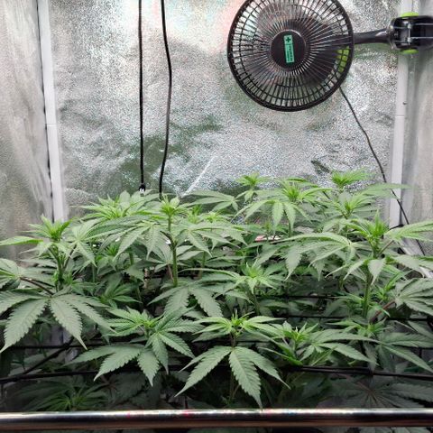 Cherry Poppers #1 growlog timeline photo