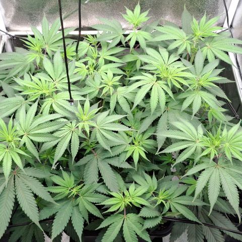 Cherry Poppers #1 growlog timeline photo