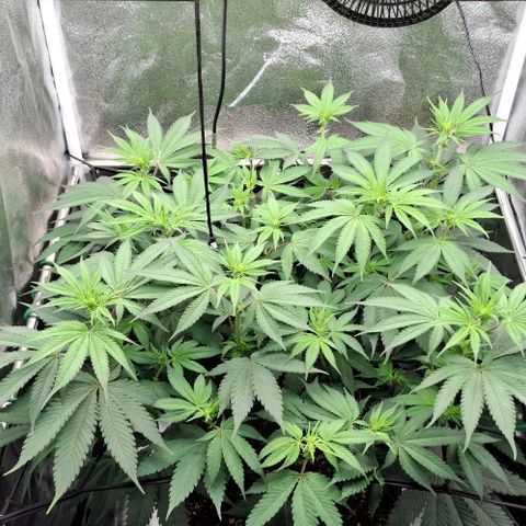 Cherry Poppers #1 growlog timeline photo