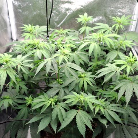 Cherry Poppers #1 growlog timeline photo