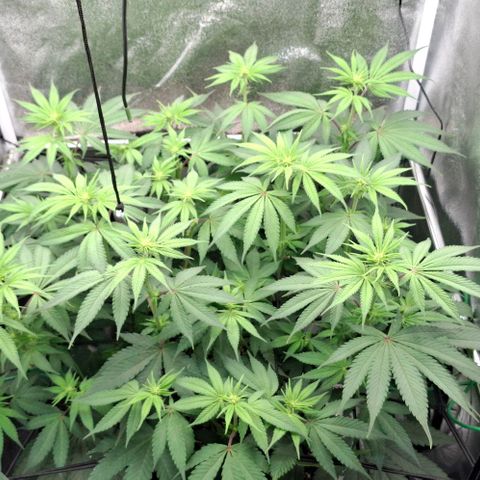 Cherry Poppers #1 growlog timeline photo