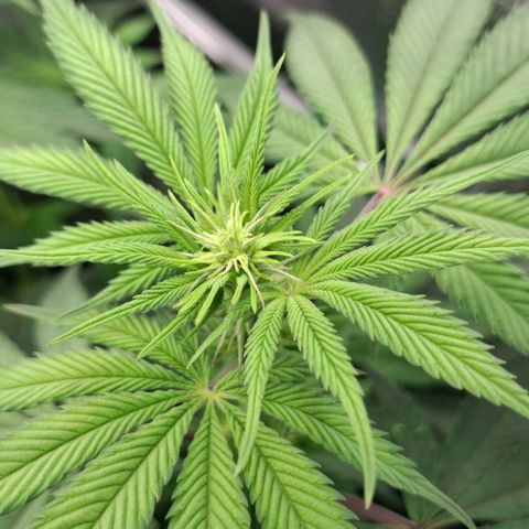 Cherry Poppers #1 growlog timeline photo