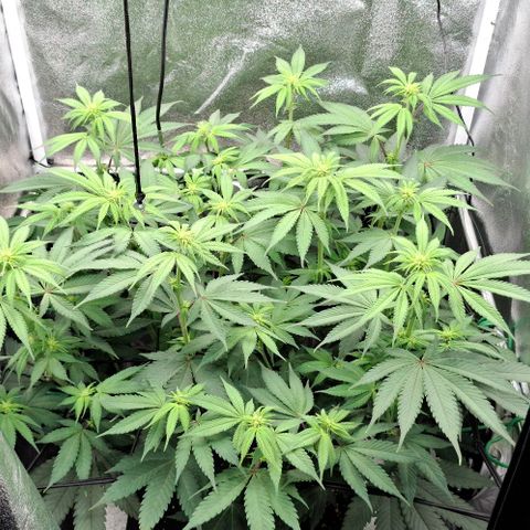 Cherry Poppers #1 growlog timeline photo
