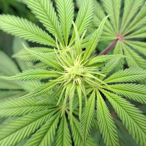 Cherry Poppers #1 growlog timeline photo
