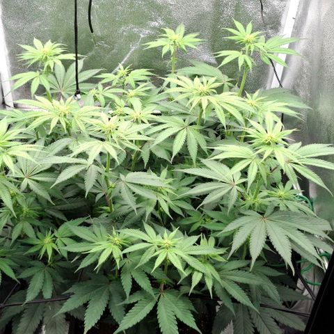 Cherry Poppers #1 growlog timeline photo