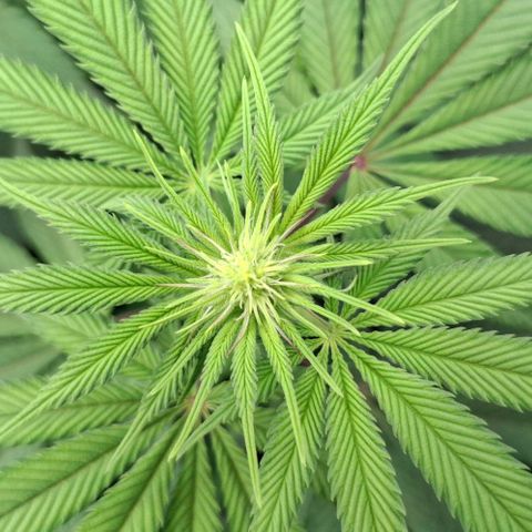 Cherry Poppers #1 growlog timeline photo