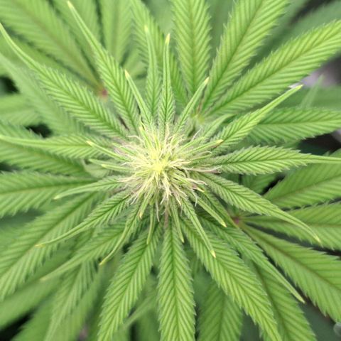 Cherry Poppers #1 growlog timeline photo