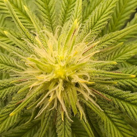 Cherry Poppers #1 growlog timeline photo