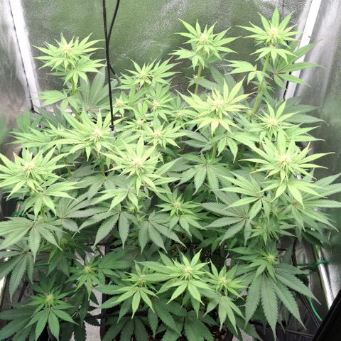 Cherry Poppers #1 growlog timeline photo