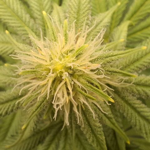 Cherry Poppers #1 growlog timeline photo