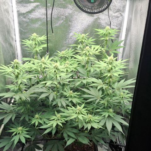 Cherry Poppers #1 growlog timeline photo