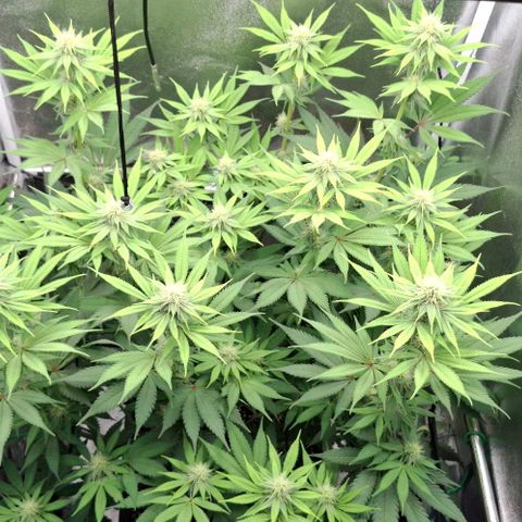Cherry Poppers #1 growlog timeline photo