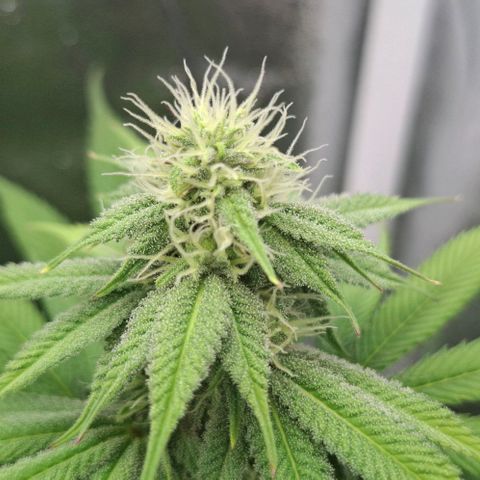 Cherry Poppers #1 growlog timeline photo