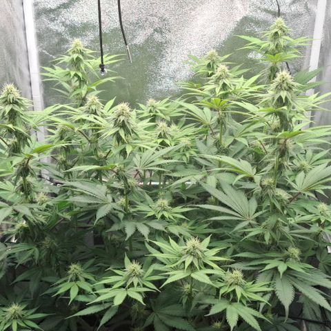 Cherry Poppers #1 growlog timeline photo
