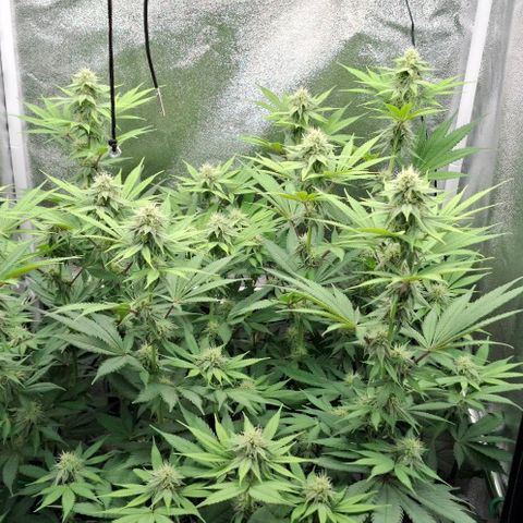 Cherry Poppers #1 growlog timeline photo