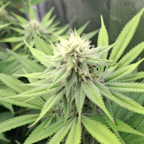 Cherry Poppers #1 growlog timeline photo