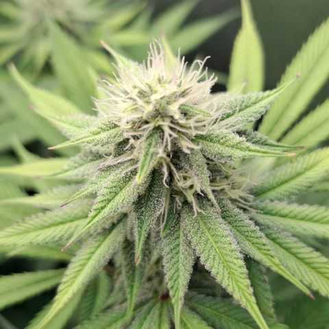 Cherry Poppers #1 growlog timeline photo