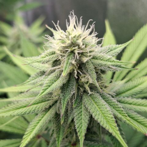 Cherry Poppers #1 growlog timeline photo